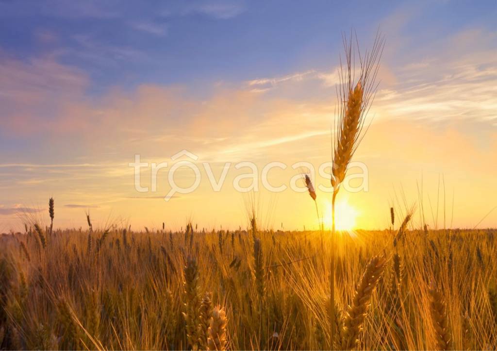 terreno agricolo in vendita a Sorbolo Mezzani
