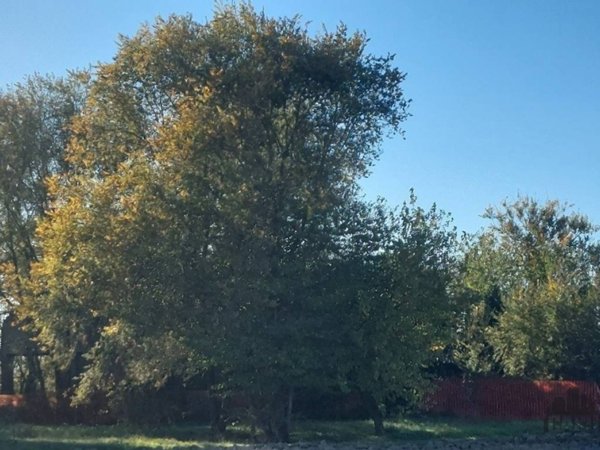 terreno edificabile in vendita a Sorbolo Mezzani in zona Sorbolo