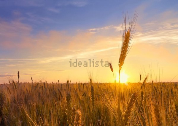 terreno agricolo in vendita a Sorbolo Mezzani