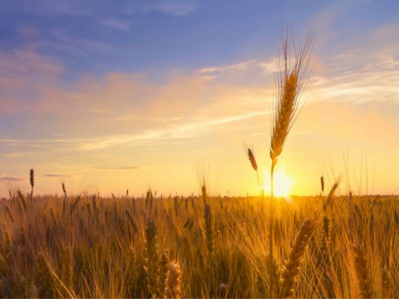 terreno agricolo in vendita a Sorbolo Mezzani