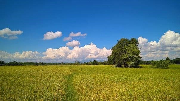 azienda agricola in vendita a Vercelli