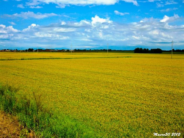 negozio in vendita a Vercelli