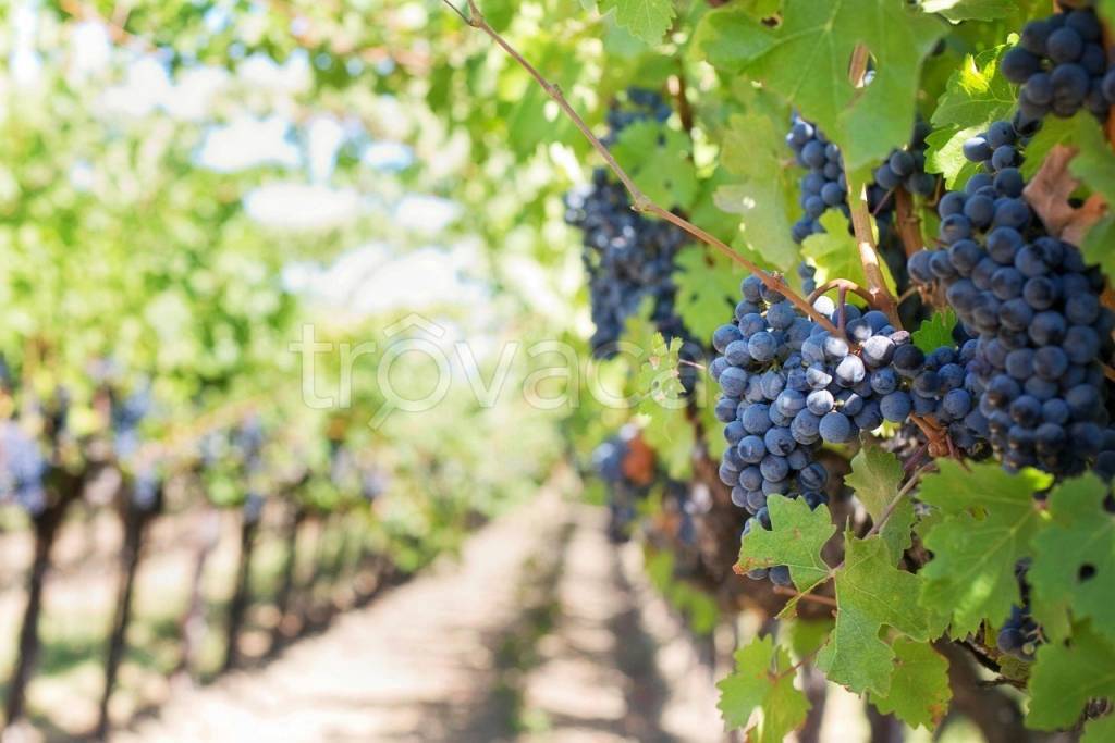 terreno agricolo in vendita ad Albinea