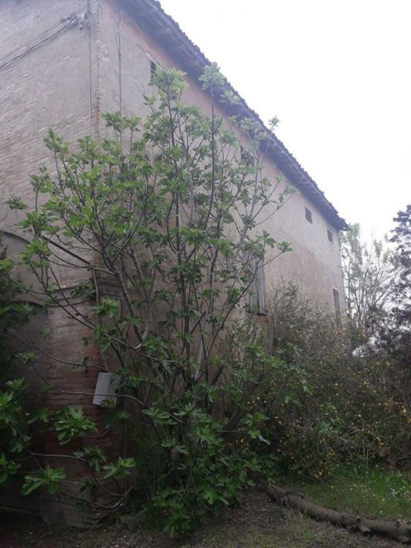 casa indipendente in vendita ad Albinea in zona Borzano