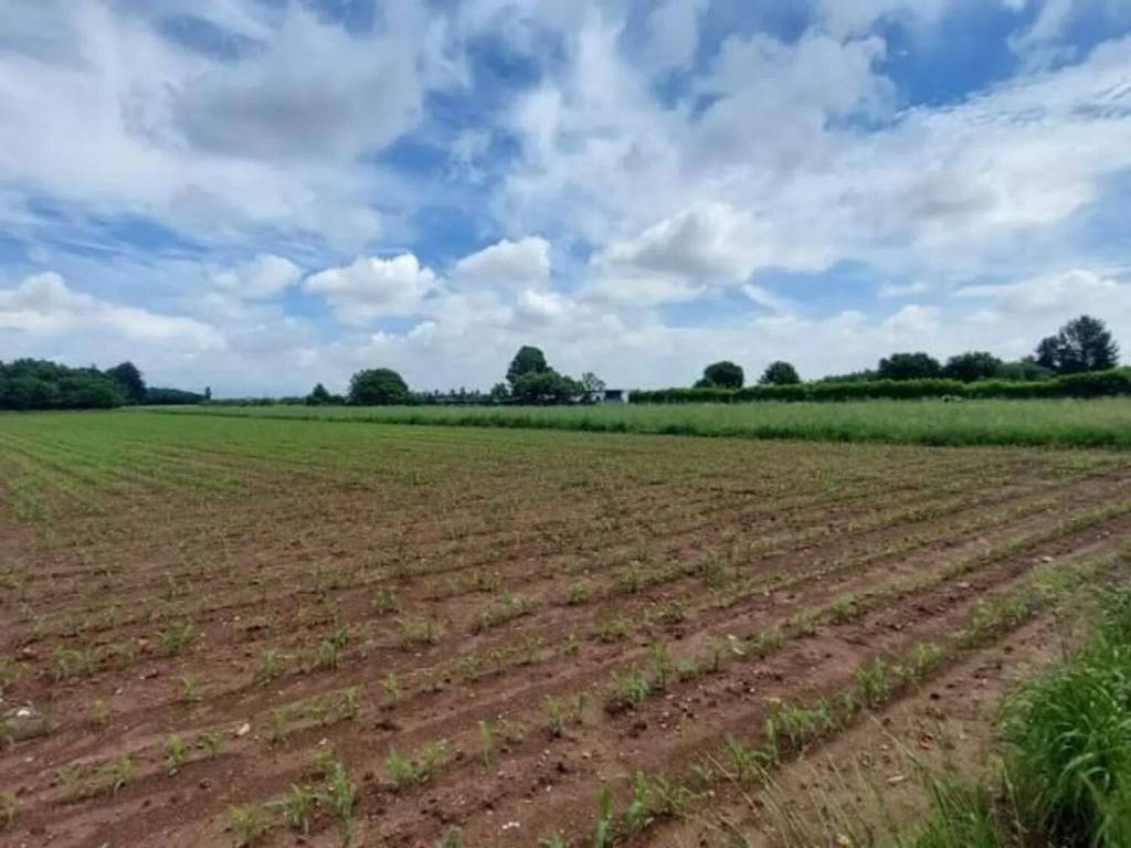 terreno agricolo in vendita a Bagnolo in Piano