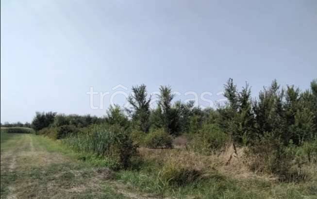 terreno agricolo in vendita a Cadelbosco di Sopra in zona Cadelbosco di Sotto