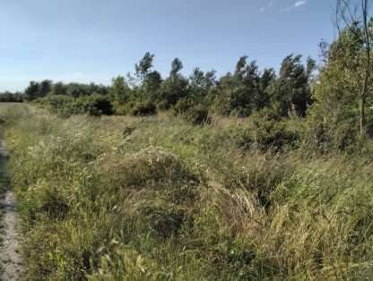 terreno agricolo in vendita a Cadelbosco di Sopra in zona Cadelbosco di Sotto
