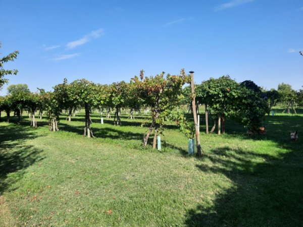 terreno agricolo in vendita a Campagnola Emilia