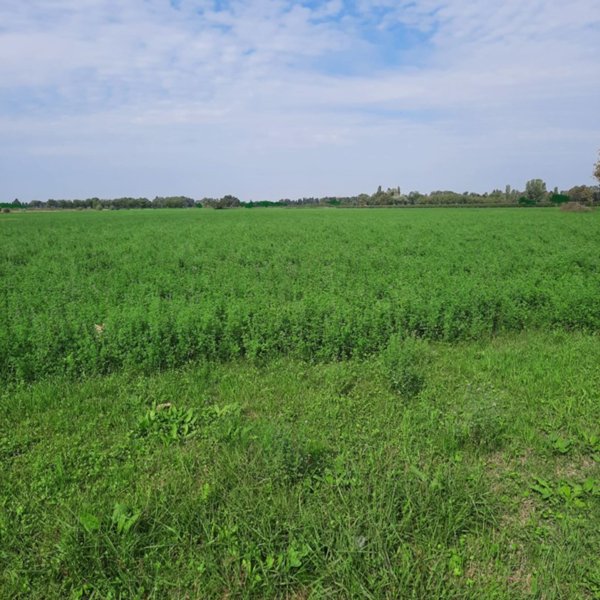 terreno agricolo in vendita a Campagnola Emilia in zona Cognento