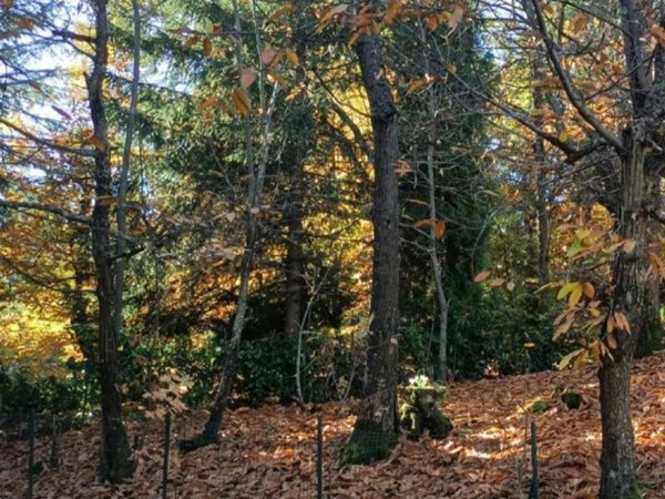 casa indipendente in vendita a Carpineti in zona Marola