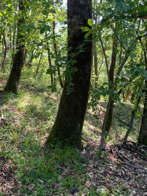 terreno agricolo in vendita a Castellarano