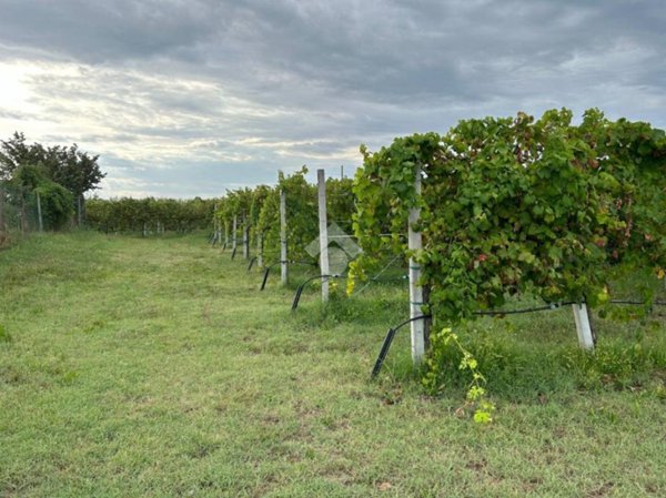 terreno agricolo in vendita a Cavriago
