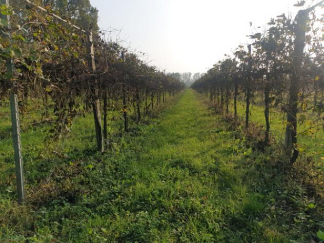 terreno agricolo in vendita a Correggio