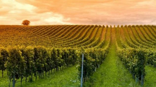 terreno agricolo in vendita a Correggio in zona Fosdondo
