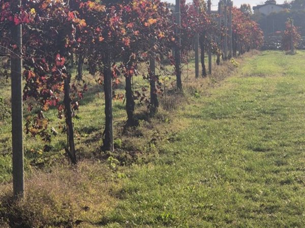 terreno agricolo in vendita a Correggio