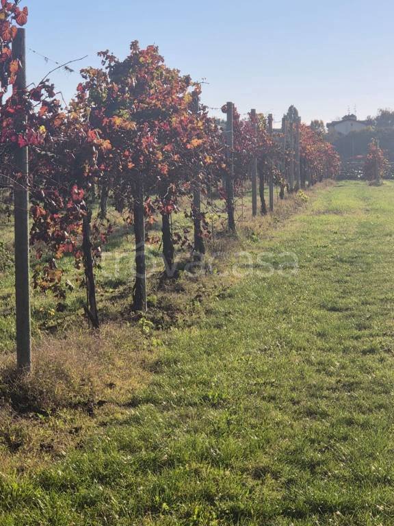 terreno agricolo in vendita a Correggio in zona Mandrio