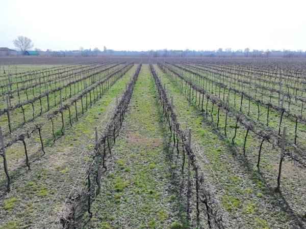 terreno agricolo in vendita a Correggio in zona Fosdondo