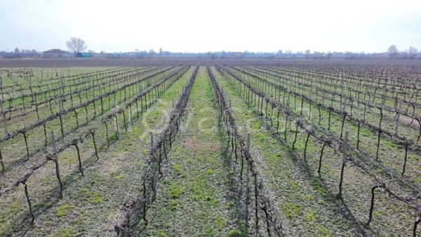 terreno agricolo in vendita a Correggio in zona Fosdondo