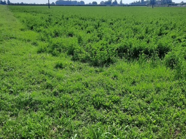 terreno agricolo in vendita a Fabbrico