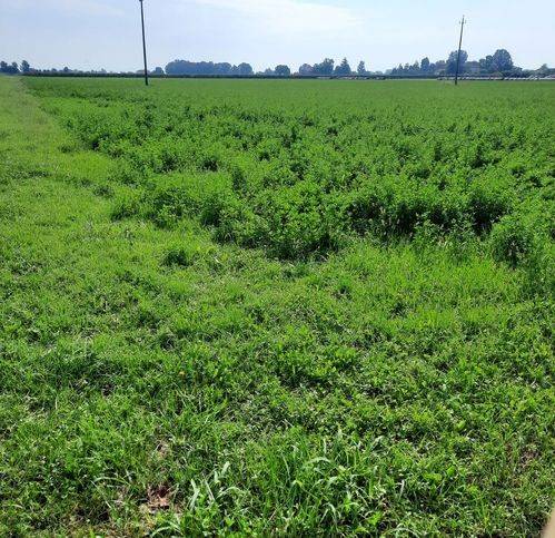 terreno agricolo in vendita a Fabbrico