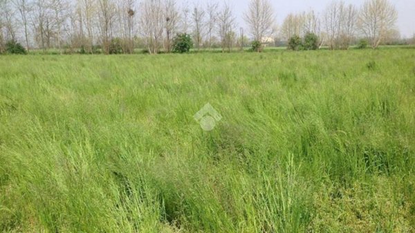 terreno edificabile in vendita a Gattatico in zona Taneto