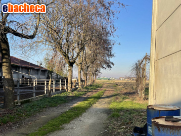 azienda agricola in vendita a Luzzara
