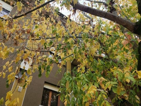 appartamento in vendita a Poviglio