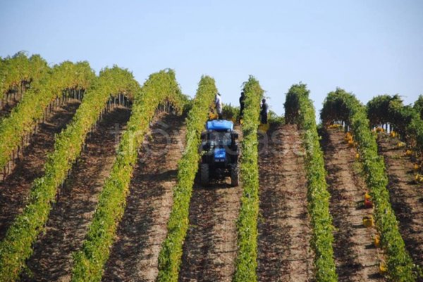 azienda agricola in vendita a Quattro Castella