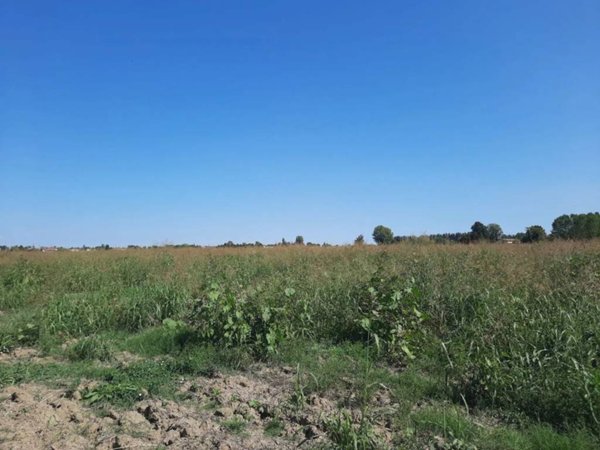 terreno agricolo in vendita a Reggiolo