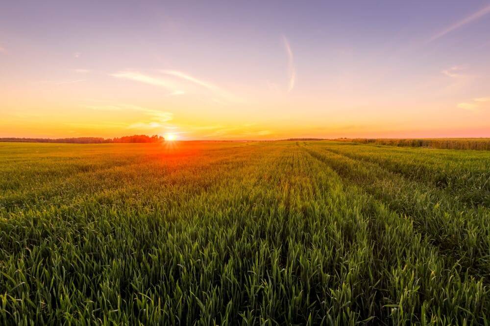 terreno agricolo in vendita a Reggiolo