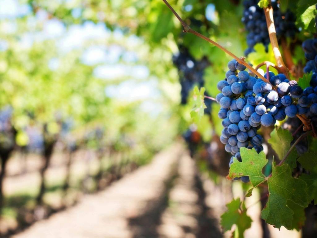 terreno agricolo in vendita a Reggio nell'Emilia