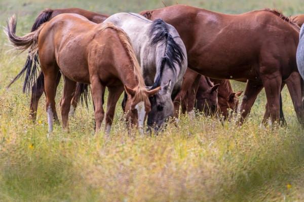 casa indipendente in vendita a Reggio nell'Emilia in zona Sesso