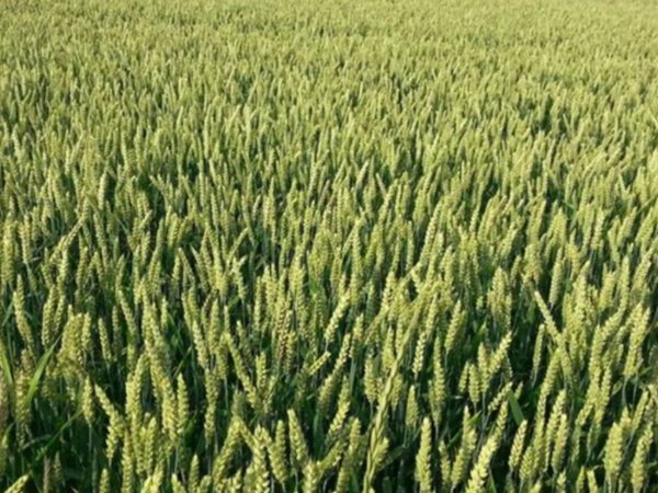 terreno agricolo in vendita a Reggio nell'Emilia in zona Buco del Signore