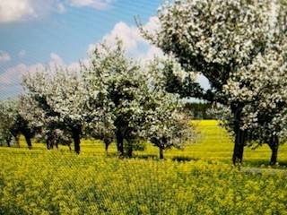 casa indipendente in vendita a Reggio nell'Emilia in zona Fogliano
