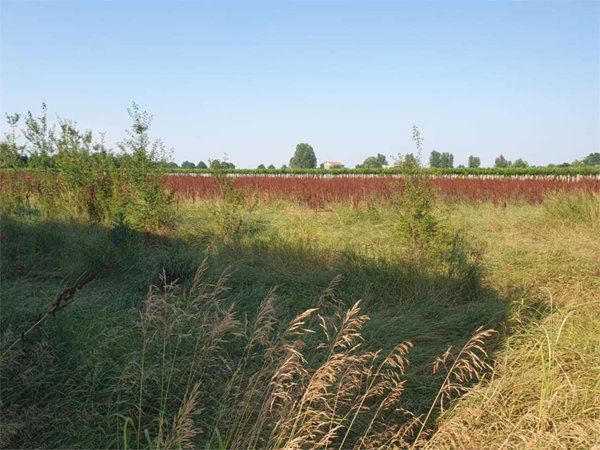 terreno agricolo in vendita a Reggio nell'Emilia