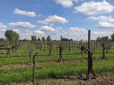 terreno agricolo in vendita a Rolo