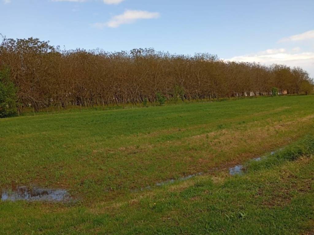 terreno agricolo in vendita a Rolo