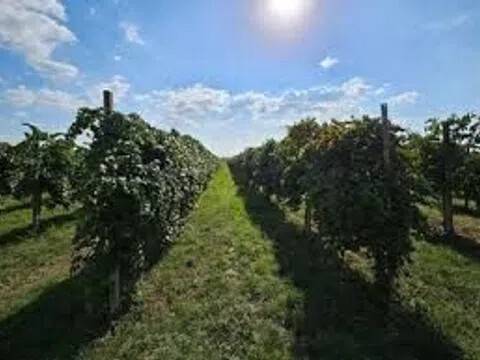 terreno agricolo in vendita a Rubiera