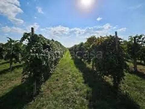 terreno agricolo in vendita a Rubiera