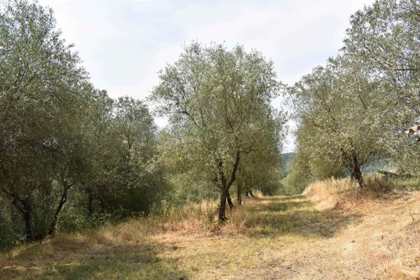 terreno agricolo in vendita a Toano in zona Massa