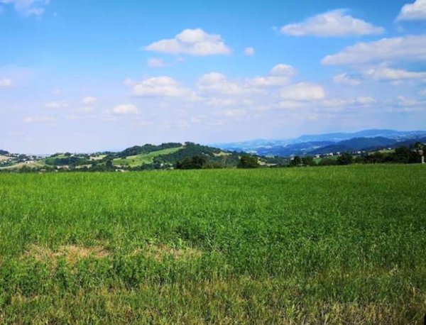 terreno agricolo in vendita a Viano