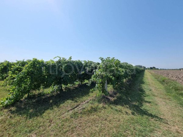 terreno agricolo in vendita a Carpi in zona Cortile