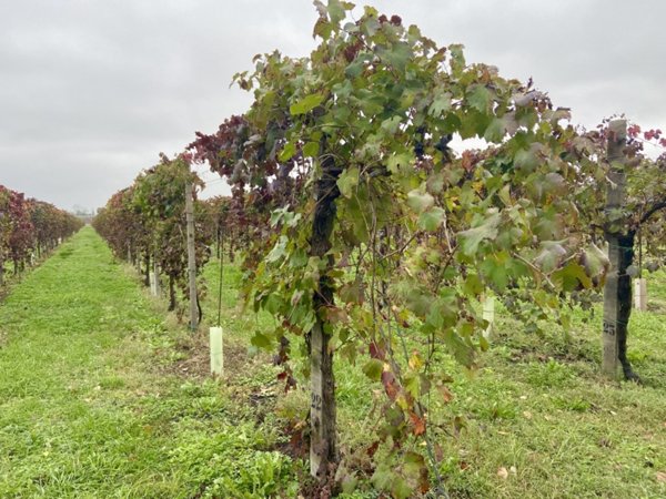 terreno agricolo in vendita a Carpi