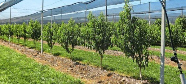 terreno agricolo in vendita a Carpi