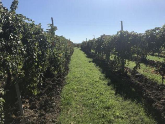 azienda agricola in vendita a Carpi in zona Cortile