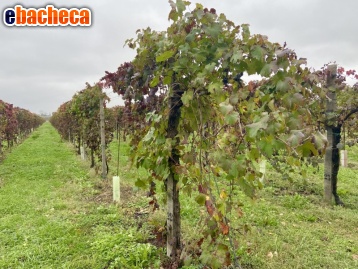 terreno agricolo in vendita a Carpi