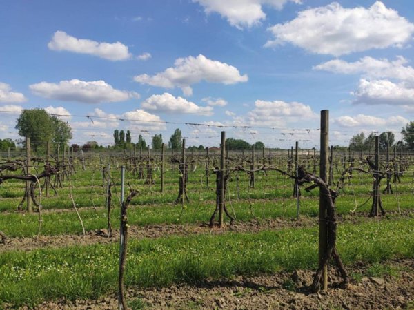 terreno agricolo in vendita a Carpi in zona Gargallo