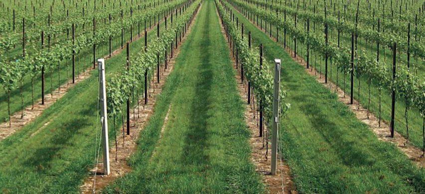 terreno agricolo in vendita a Carpi in zona Gargallo