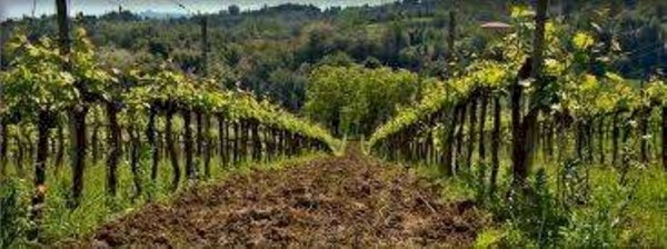 terreno agricolo in vendita a Carpi