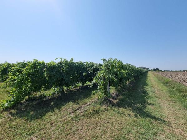terreno agricolo in vendita a Carpi in zona San Marino